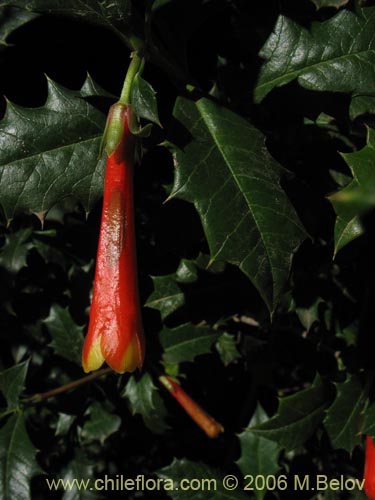 Фотография Desfontainia spinosa (Taique / Chapico / Trau-trau). Щелкните, чтобы увеличить вырез.